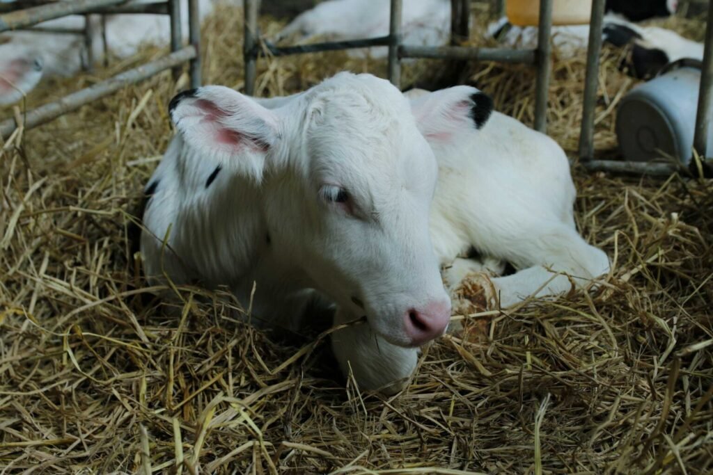 baby calf