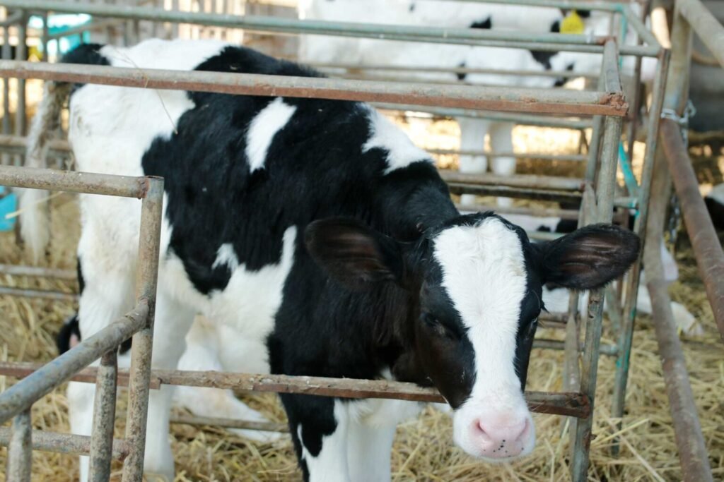 Heaven Dairy Farm - Lahore