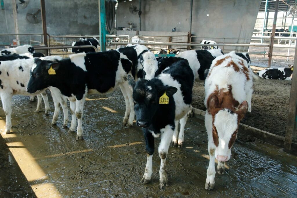 Dairy Farm Calves in Lahore