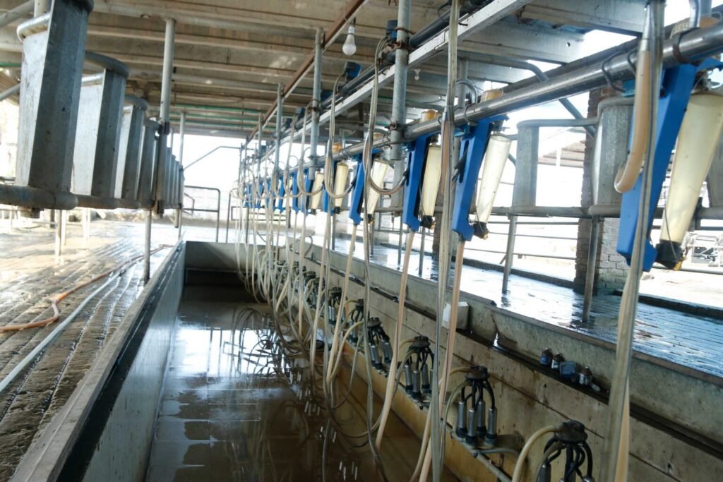 Hygenic Heaven Dairy Farm in Lahore